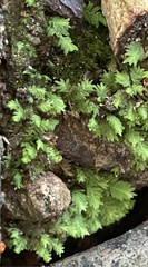 Fissidens subbasilaris