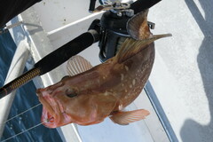 Epinephelus morio