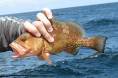 Epinephelus morio