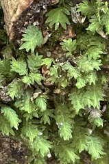 Fissidens subbasilaris