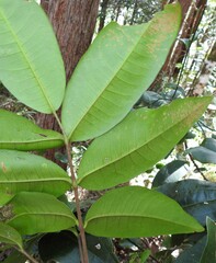 Flindersia australis