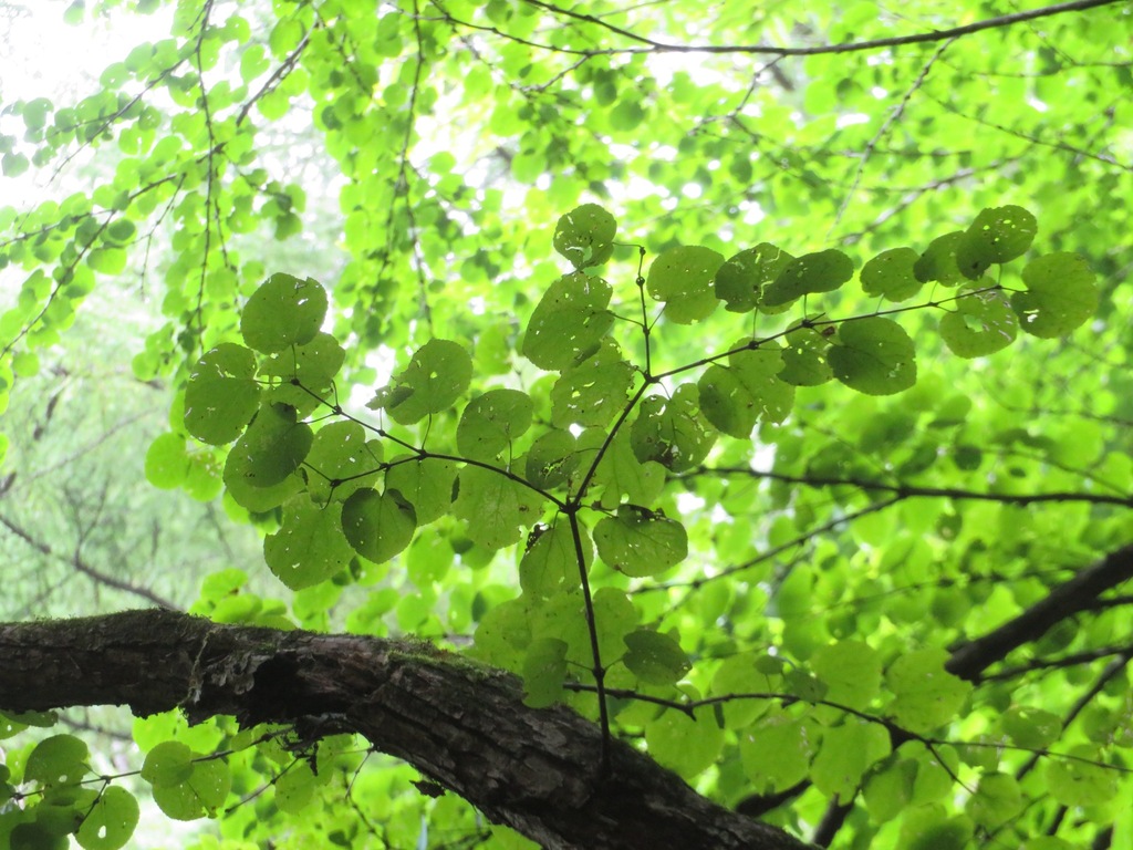 Cercidiphyllum japonicum, Hikawa, Okutama, Nishitama District, Tokyo, Tokyo 198-0212, Japan