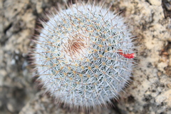 Mammillaria haageana conspicua