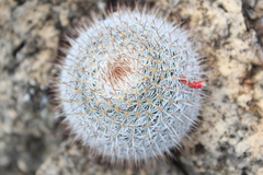 Mammillaria haageana conspicua