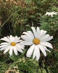 Leucanthemum × superbum