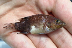 Serranus subligarius
