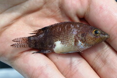 Serranus subligarius