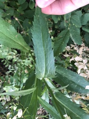 Leucanthemum × superbum