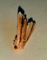 Leucania stenographa