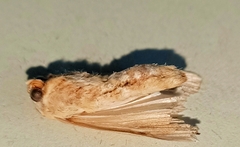 Leucania stenographa