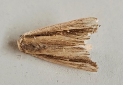 Leucania stenographa