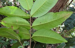 Flindersia australis