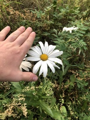 Leucanthemum × superbum