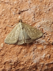 Sitochroa chortalis