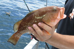 Epinephelus morio