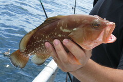 Epinephelus morio