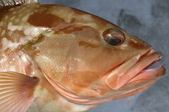Epinephelus morio