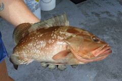 Epinephelus morio