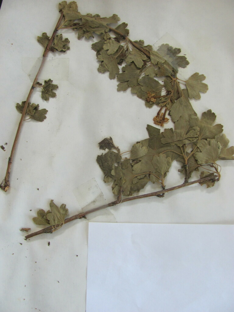 Buffalo Currant in April 1985 by Chuck Thomas. syn. Ribes odoratum H. L ...