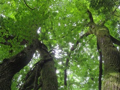 Cercidiphyllum japonicum