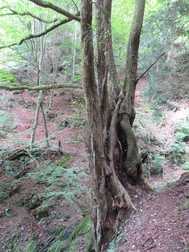 Cercidiphyllum japonicum