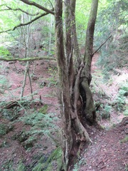 Cercidiphyllum japonicum