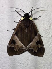 Dysschema leucophaea