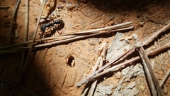 Ectomomyrmex javanus