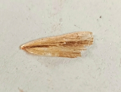 Leucania stenographa