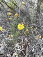 Phebalium stenophyllum