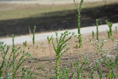 Euphorbia marginata