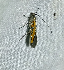 Heliodinidae