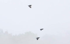 Acridotheres grandis