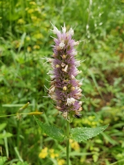 Agastache urticifolia