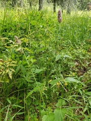 Agastache urticifolia