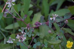 Trifolium breweri