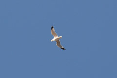 Larus delawarensis