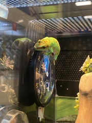 Phelsuma