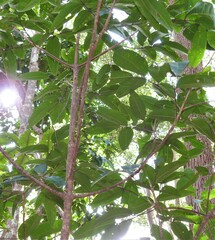 Flindersia australis