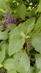 Plectranthus ecklonii