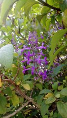 Plectranthus ecklonii