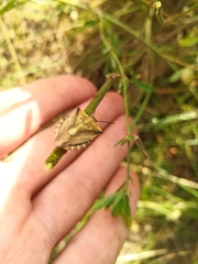 Carpocoris fuscispinus
