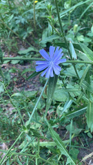 Cichorium intybus