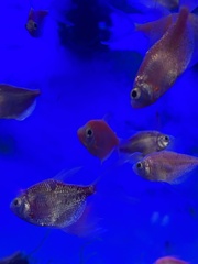 Gymnocorymbus ternetzi