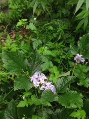 Clematis heracleifolia