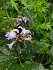Clematis heracleifolia