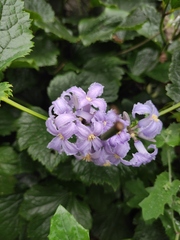 Clematis heracleifolia