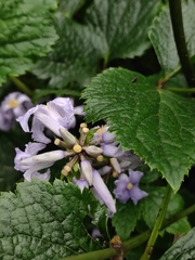 Clematis heracleifolia