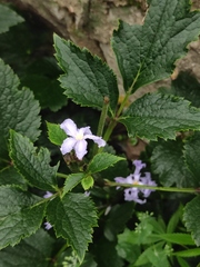 Clematis heracleifolia