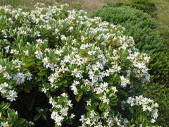 Veronica cryptomorpha